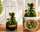 Forest Haven Closed Terrarium - تراريوم الغابة الهادئة المغلق