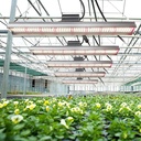 Grow Light Bar - 260Watts ضوء نمو 4 أجنحة - 200 واط — Terra Garden Kuwait | تيرا غاردن الكويت