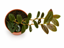 Pellionia Repens - بيلونيا ريبنس