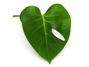 Monstera Deliciosa Plant نبتة مونستيرا ديليسيوسا