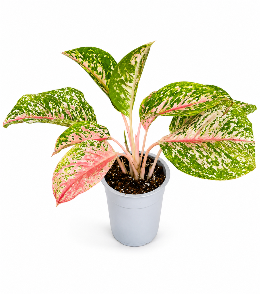 Aglaonema Mix Colors (Chinese Evergreen) أجلونيما بألوان متنوعة (دائمة الخضرة الصينية) 