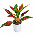 Aglaonema Mix Colors (Chinese Evergreen) أجلونيما بألوان متنوعة (دائمة الخضرة الصينية) 