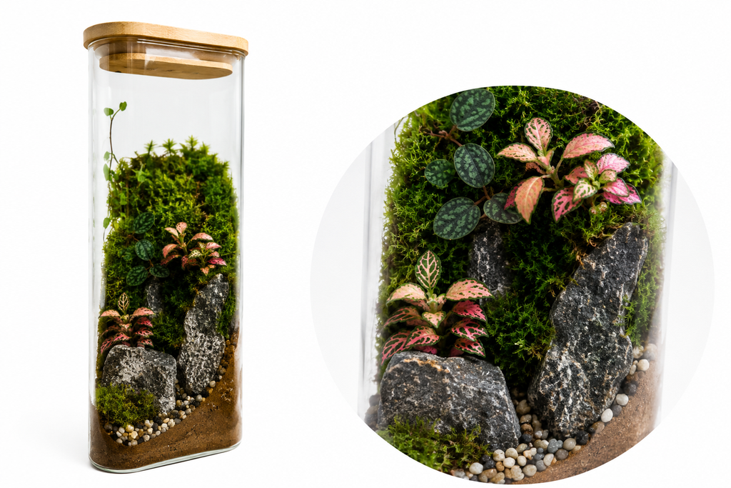 Mystic Moss Terrarium تراريوم الطحالب الغامض