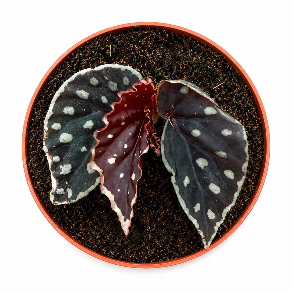 Begonia Fire Fly 