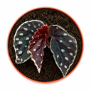 Begonia Fire Fly 