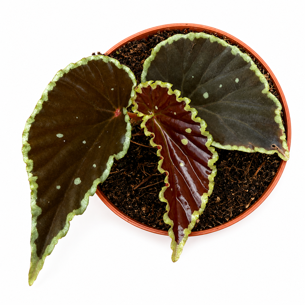 Begonia Darth Vader بيغونيا دارث فيدر