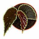 Begonia Darth Vader بيغونيا دارث فيدر