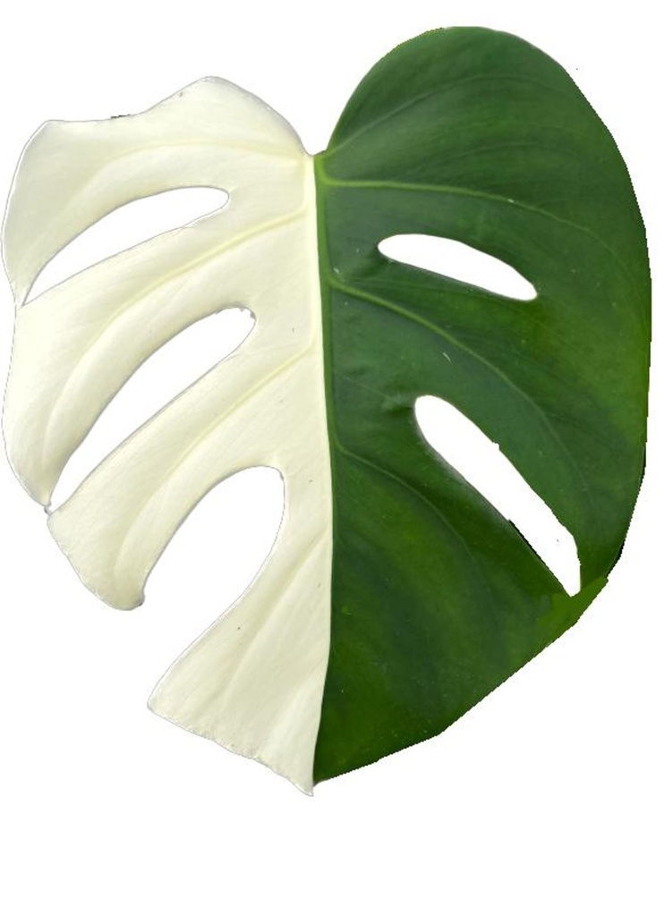 Monstera Deliciosa Variegata Half Moon مونستيرا فاريغاتا هاف مون – نبات داخلي نادر