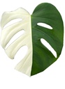 Monstera Deliciosa Variegata Half Moon مونستيرا فاريغاتا هاف مون – نبات داخلي نادر