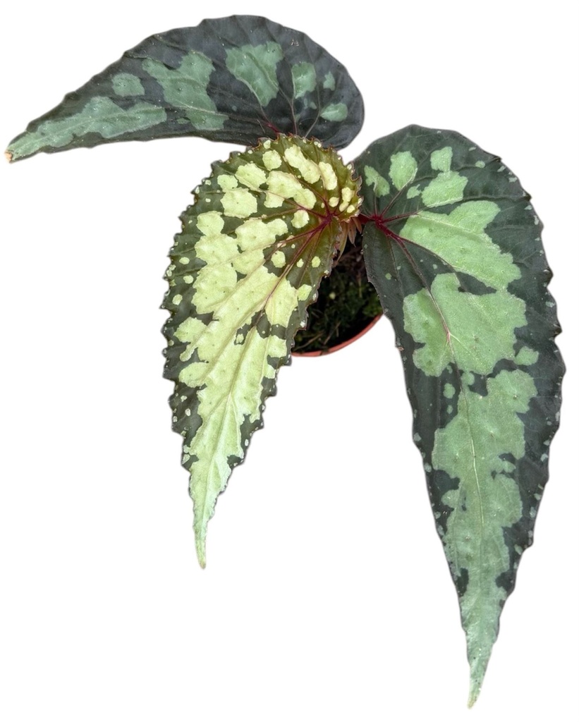 Begonia Lucifer  