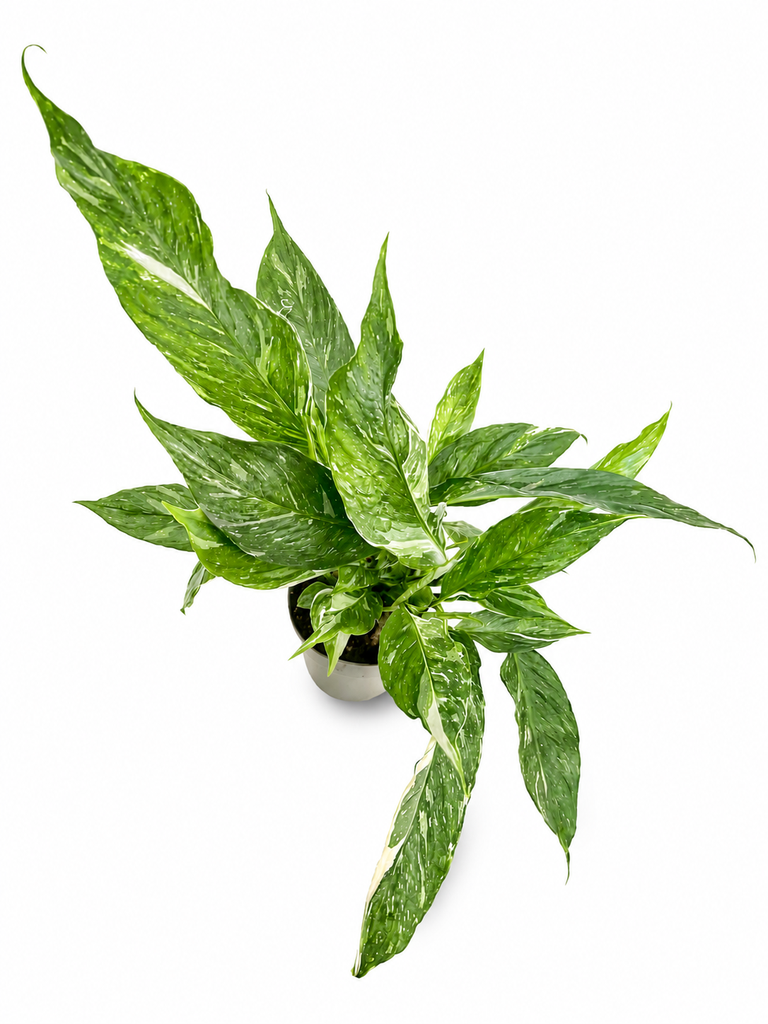 Spathiphyllum Diamond Variegata سباتيفيلوم دايموند فاريغاتا