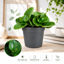 Peperomia Obstusifolia بيبيروميا أوبتوسيفوليا