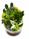 Forest Stairway Moss Terrarium تراريوم طحالب بدرج الغابة  