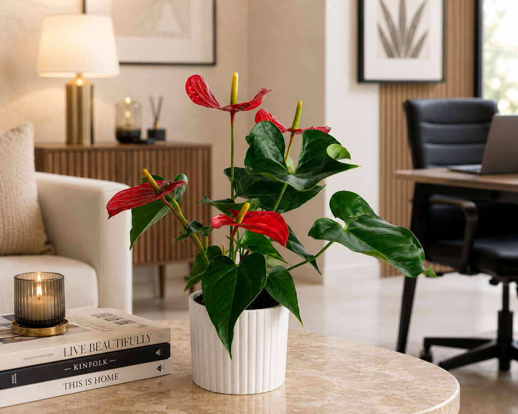 Plant Arrangement - Anthurium