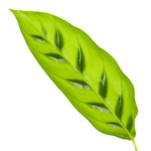 CalatheaLeopardina-1.webp