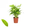 CalatheaLeopardina-2.webp