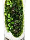 Mystic Moss Terrarium-2.webp