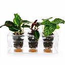BoskkePlanter3.webp