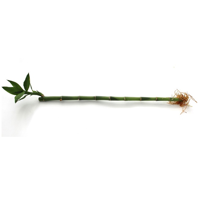 Dracaena Lucky Bamboo Straight دراسينا خيزران الحظ مستقيم — Terra Garden Kuwait | تيرا غاردن الكويت