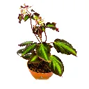 SonerilaSP.webp