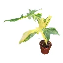 PhilodendronKitina-1.webp