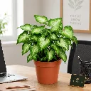 Tidy workspace with lush greenery.webp