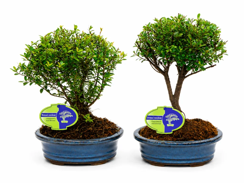 Bonsai Syzygium Buxifolium.webp