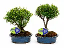 Bonsai Syzygium Buxifolium.webp