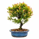 Bonsai Syzygium Buxifolium-1.webp