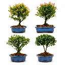 Bonsai Syzygium Buxifolium-3.webp