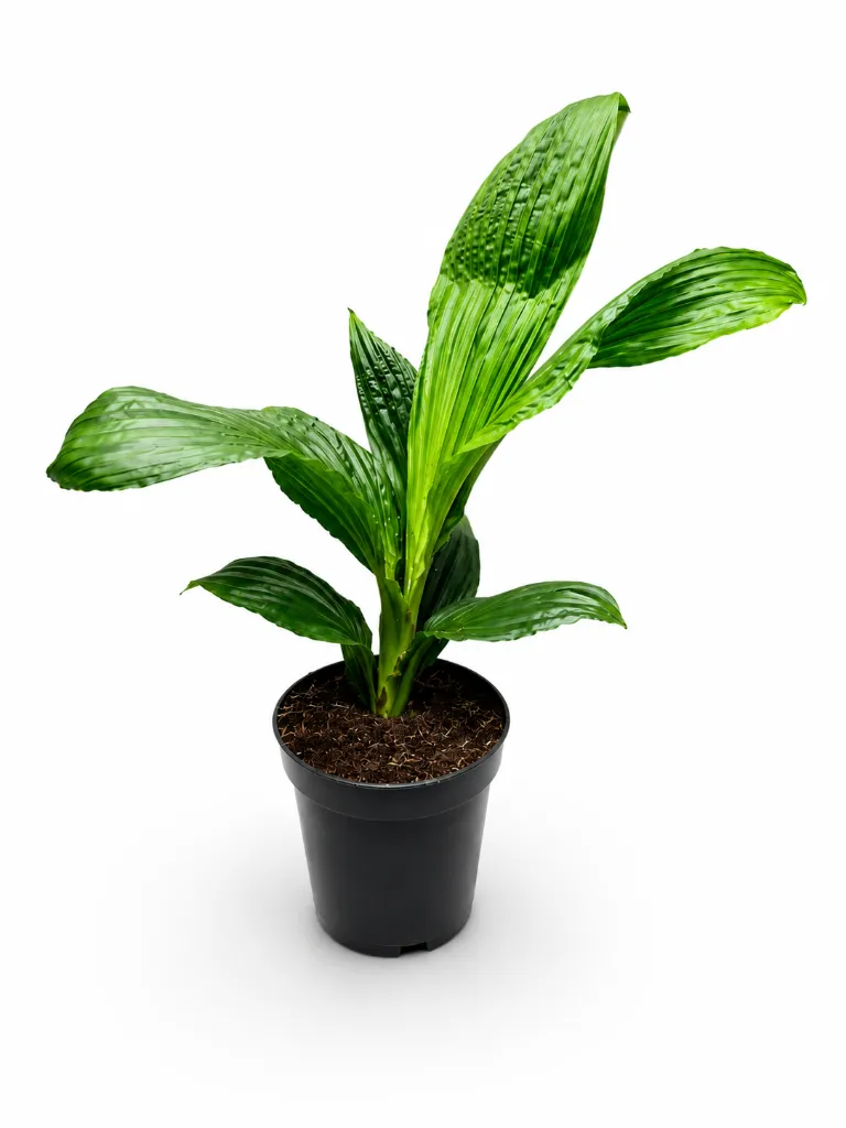 Jungle Drum Palm1.webp