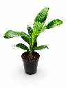Jungle Drum Palm1.webp