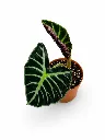 AlocasiaBallonHeart1.webp