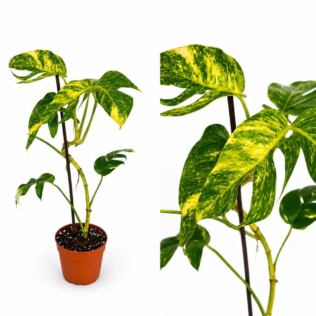 2Epipremnum pinnatum Cintho Goldfinger.webp