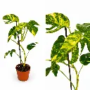 2Epipremnum pinnatum Cintho Goldfinger.webp