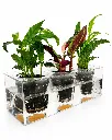 BoskkePlanter6.webp