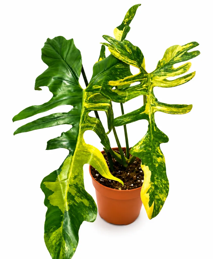 Philodendron Kitina1.webp