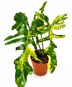 Philodendron Kitina1.webp