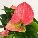 Anthurium-1.webp