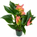 Anthurium-2.webp