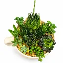 FloralTeacup1.webp