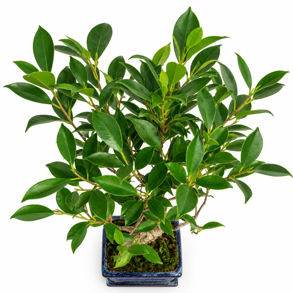 MicrocarpaBonsai2.webp