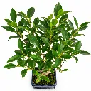 MicrocarpaBonsai2.webp
