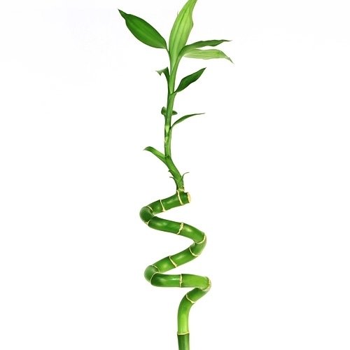 Dracaena Lucky Bamboo Spiral دراسينا خيزران الحظ حلزوني — Terra Garden Kuwait | تيرا غاردن الكويت