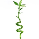Dracaena Lucky Bamboo Spiral دراسينا خيزران الحظ حلزوني — Terra Garden Kuwait | تيرا غاردن الكويت