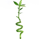 Dracaena Lucky Bamboo Spiral