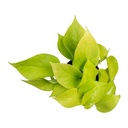 Epipremnum Pinnatum Golden Pothos Neon