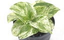 Epipremnum Pinnatum Marble Queen