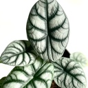 Alocasia Silver Dragon