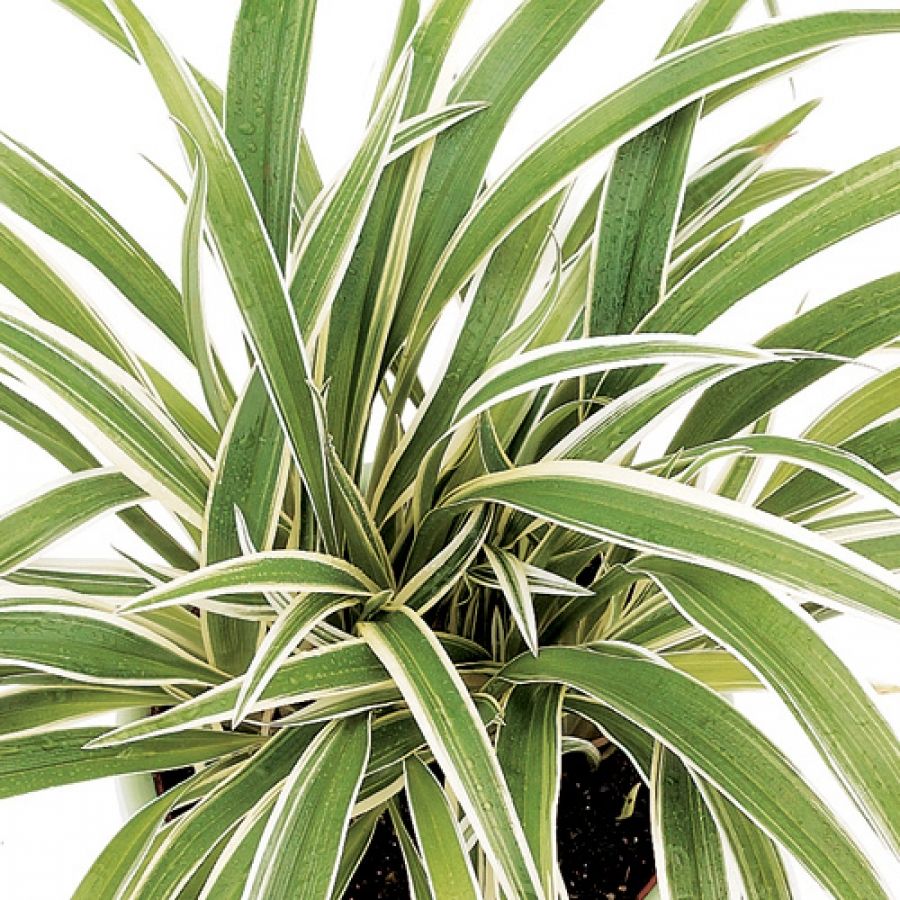 Chlorophytum Ocean - Spider Plant